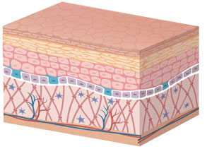 Cellula della pelle in cura dermatologica